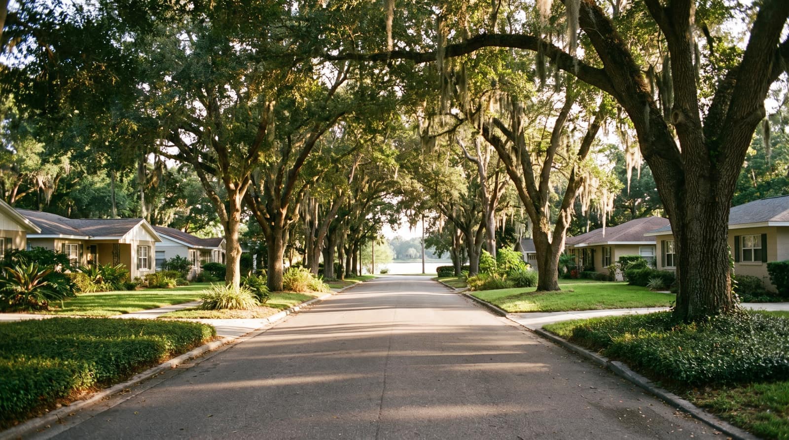 A quiet leafy residential street near a lake in Central Florida shaded by a canopy of live oaks